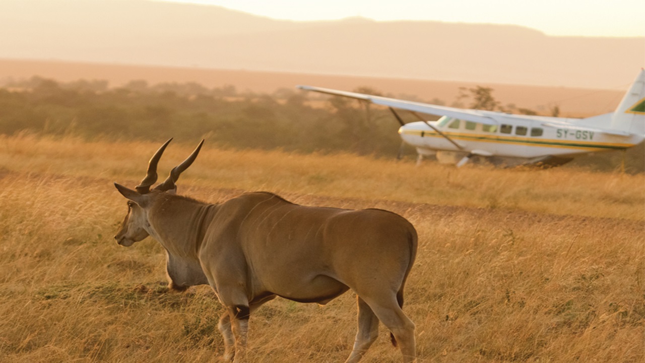 Fly-In Safari