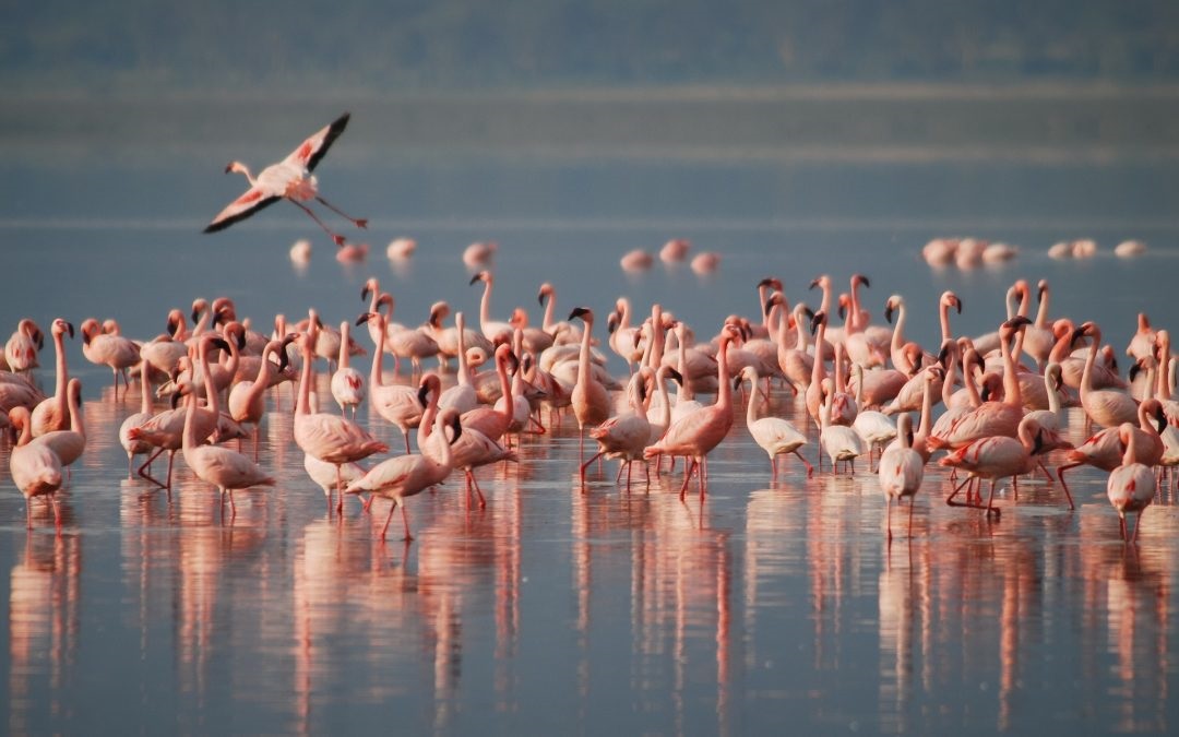 Flamingo Lake Walk – Lake Natron or Lake Manyara