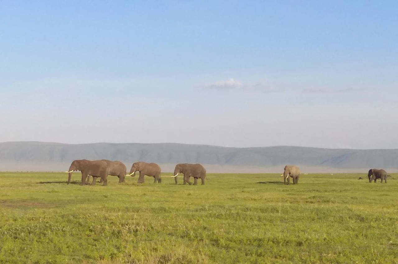 Southern Circuit to Mafia/Zanzibar escapes